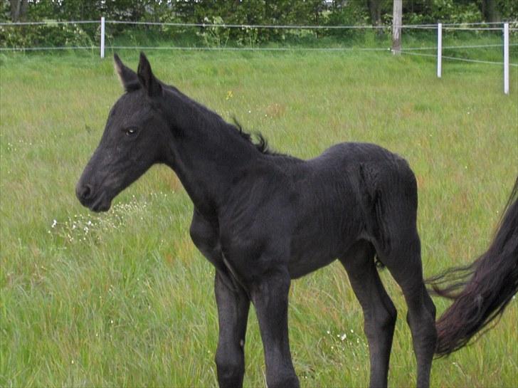 Frieser Miscja billede 10