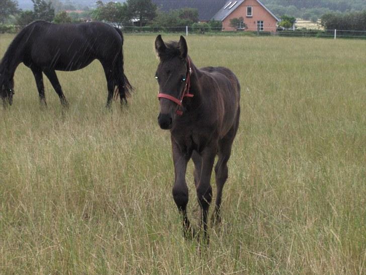 Frieser Miscja - ca. 1½ måned gammel billede 11