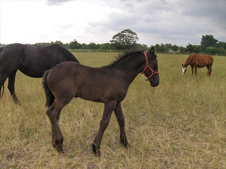 Frieser Miscja billede 12