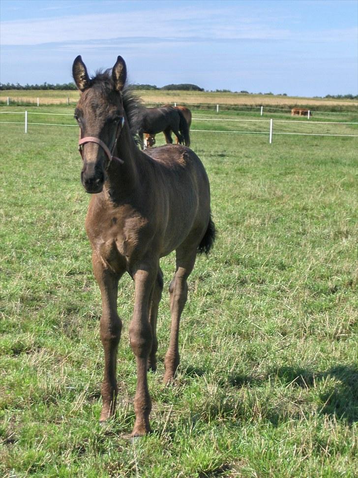 Frieser Miscja - D. 7/8-2010 - lidt over 2 md. gammel billede 13