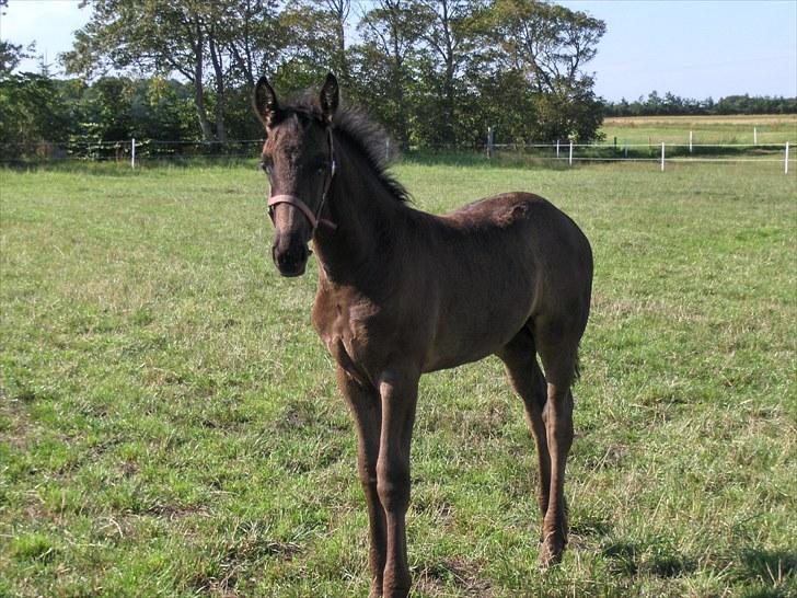 Frieser Miscja billede 14