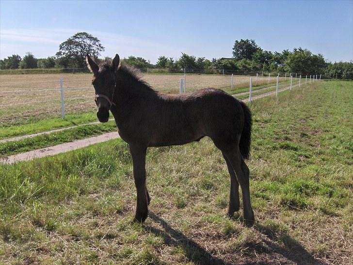 Frieser Miscja billede 15