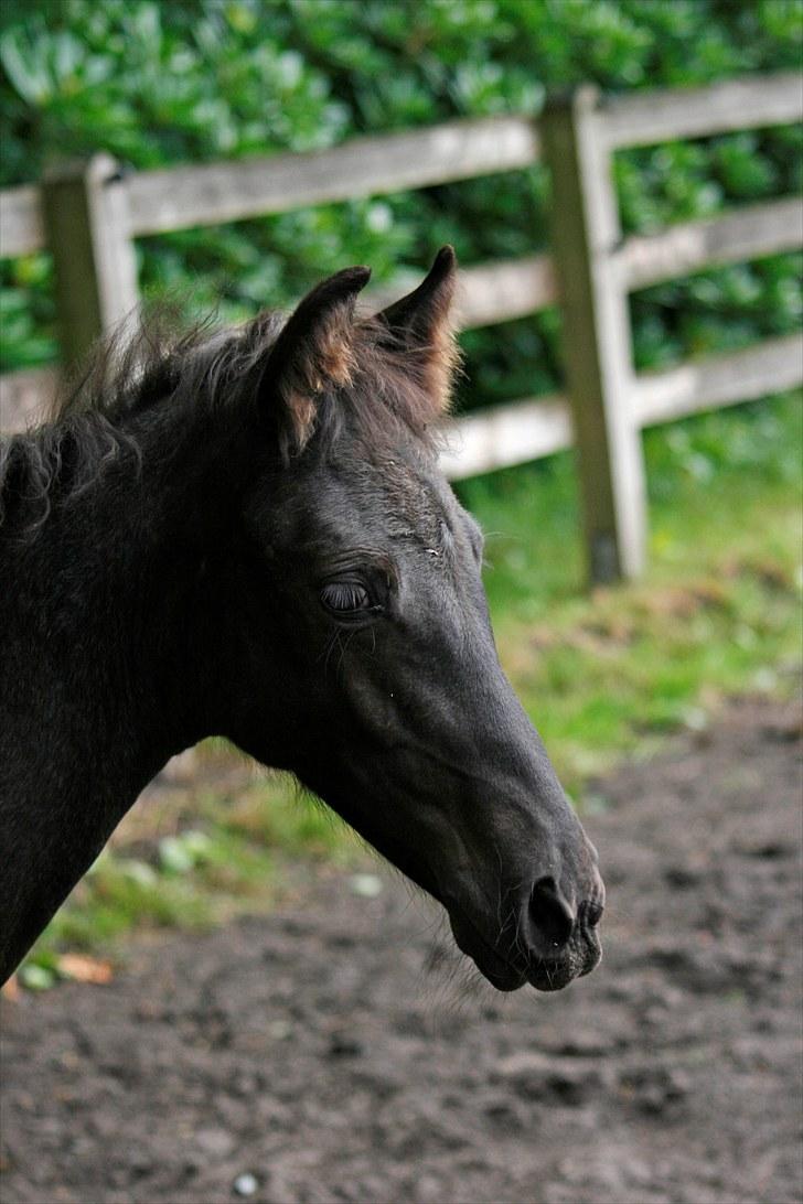 Tennessee Walker Sparkling Blue Nell billede 15