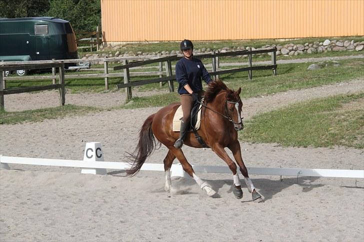 Dansk Varmblod Grøndalgaard's Nobless - Galop, sommer 2010 :) Foto: Suz billede 18
