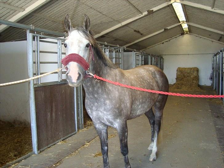 Anden særlig race Olympia <33 *Solgt* billede 1