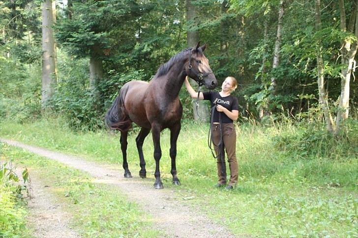 Dansk Varmblod Honduraz Firfod - Honduraz Firfod i skoven d. 31. juli 2010 billede 6