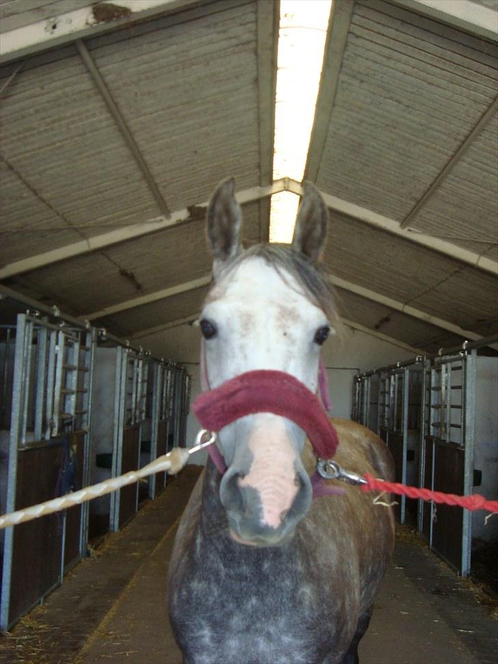 Anden særlig race Olympia <33 *Solgt* billede 2