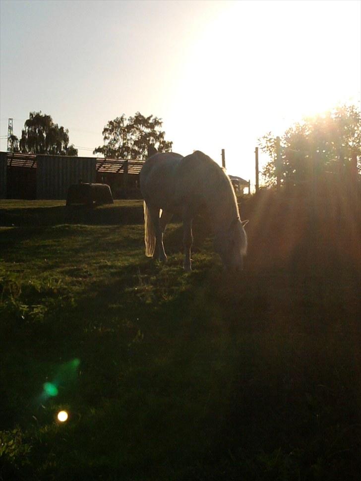 Connemara walentin billede 19