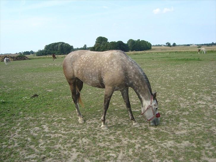 Anden særlig race Olympia <33 *Solgt* billede 3