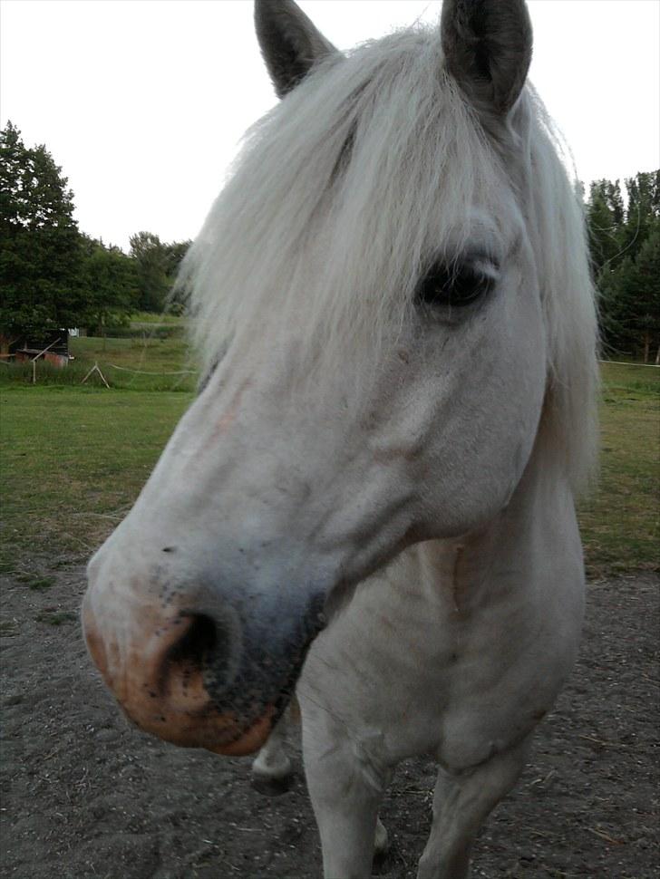 Connemara walentin billede 20