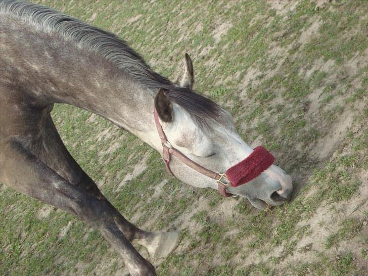 Anden særlig race Olympia <33 *Solgt* billede 4