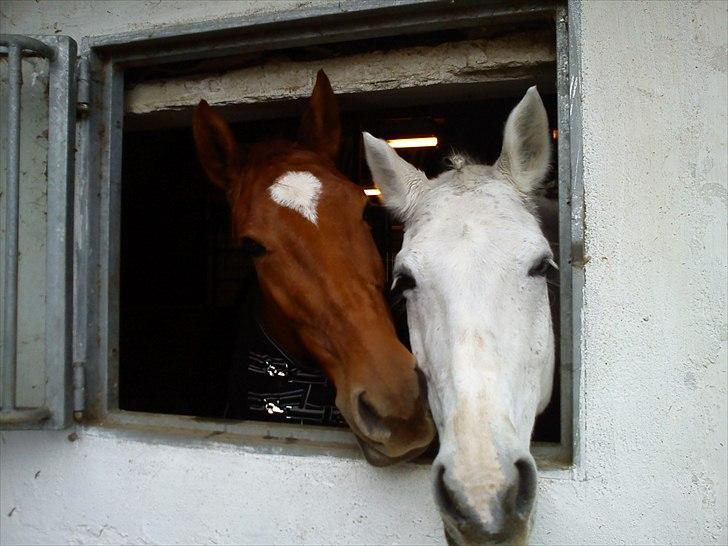Dansk Varmblod Grube'S Cassione  - Cassione og Maybe White på Horsens Rideklub billede 14