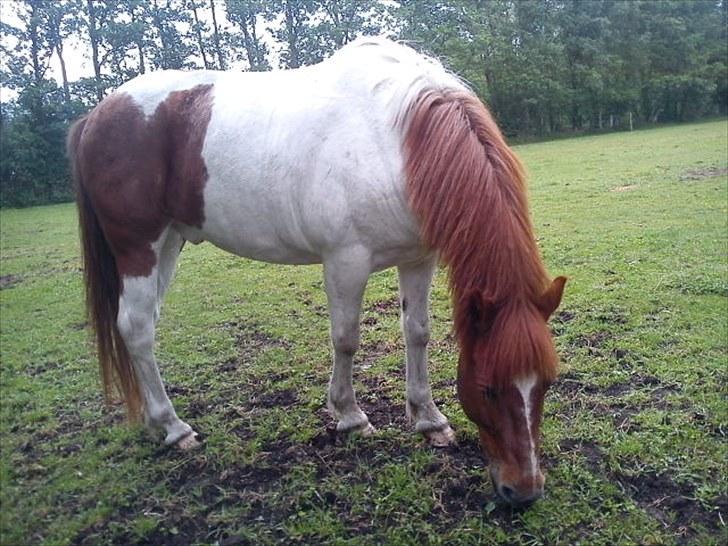 Anden særlig race Asi - Velkommen til Asi´s profil :o) <33 ! billede 1