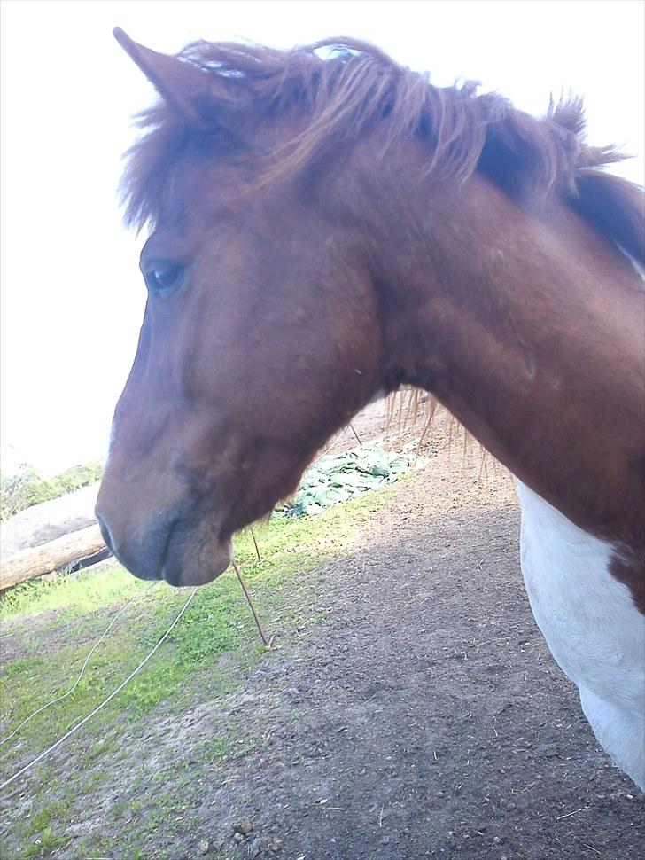 Anden særlig race Asi billede 2