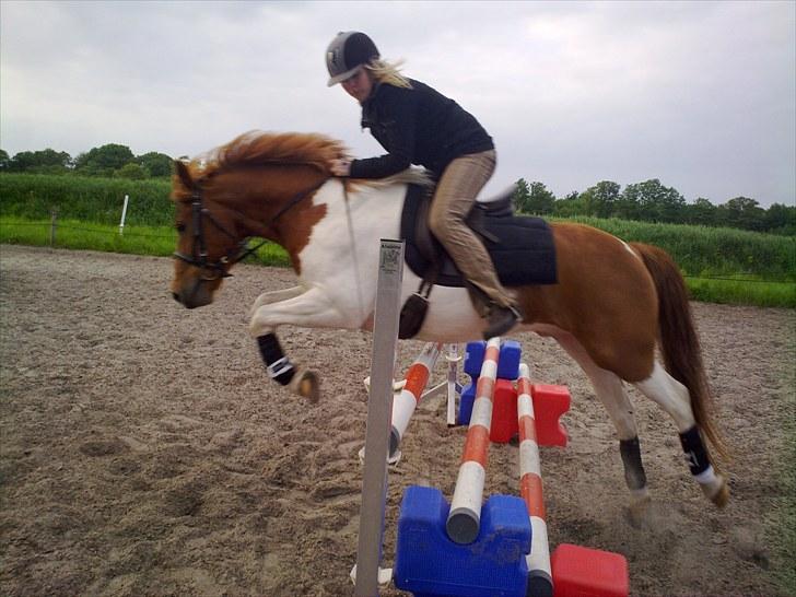 Anden særlig race Asi - Et "lille" spring (: <3 han var rigtig fin den dag  billede 3