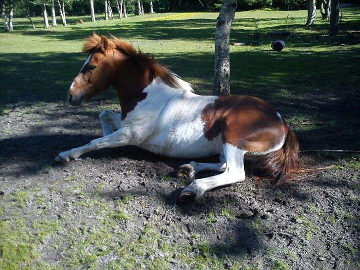 Anden særlig race Asi - Lidt afslapning i skyggen :´$ <3  billede 4