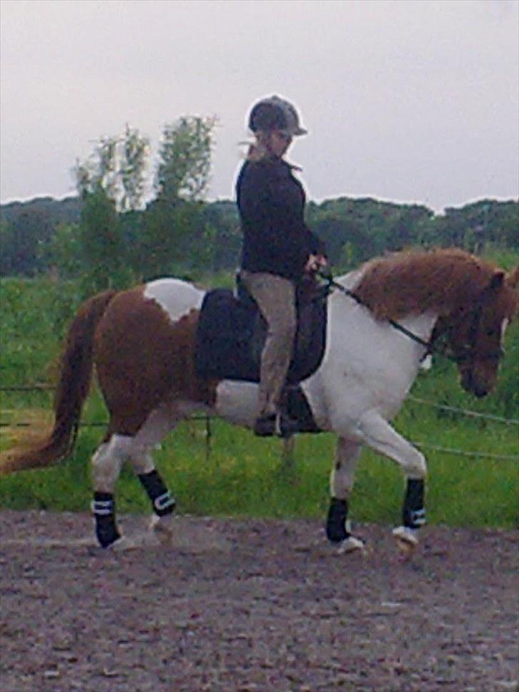 Anden særlig race Asi - en fin lille trav (: !<3 billede 5