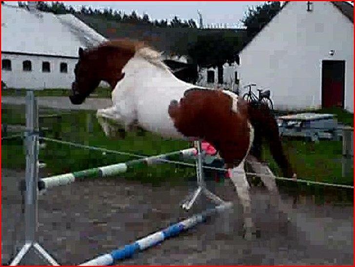 Anden særlig race Asi - Et bette spring (:  billede 6