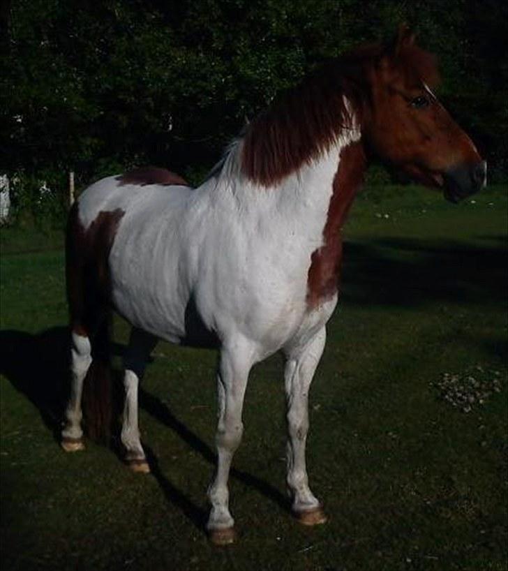 Anden særlig race Asi - En lidt opmærksom piny´hyp d;  billede 8