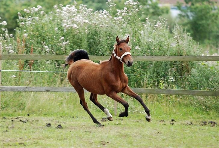 Anden særlig race Magic Fever - Taget af Chaos.. billede 13