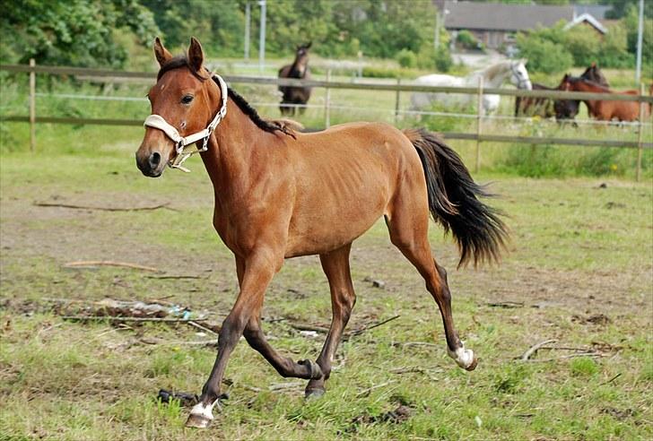 Anden særlig race Magic Fever - Taget af Chaos.. billede 14