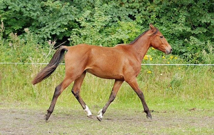 Anden særlig race Magic Fever - Taget af Chaos.. billede 15