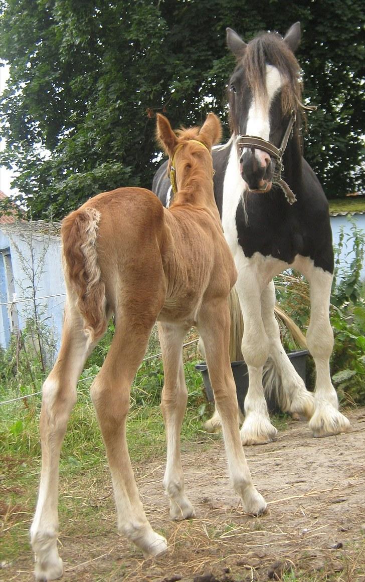 Irish Cob Crossbreed DK Bjørnholt Akahana <3 - # 17. Far og datter hilser på hinanden.. Taget den 9 august 2010 billede 17