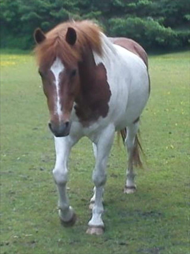 Anden særlig race Asi - Dovne skid xD <3 "Moooar ?! Har du nogen gullerøder"  billede 9