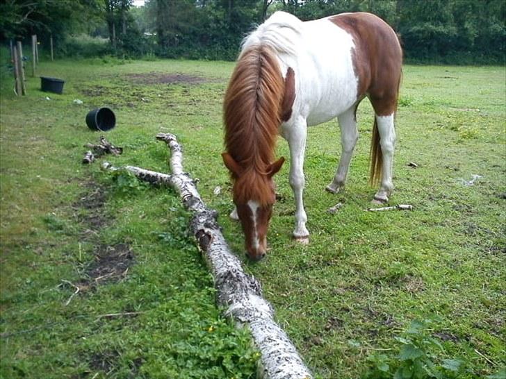 Anden særlig race Asi billede 10