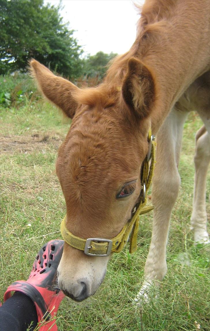 Irish Cob Crossbreed DK Bjørnholt Akahana <3 - # 18. Hva er det for nogle. Taget den 9 august 2010 billede 18