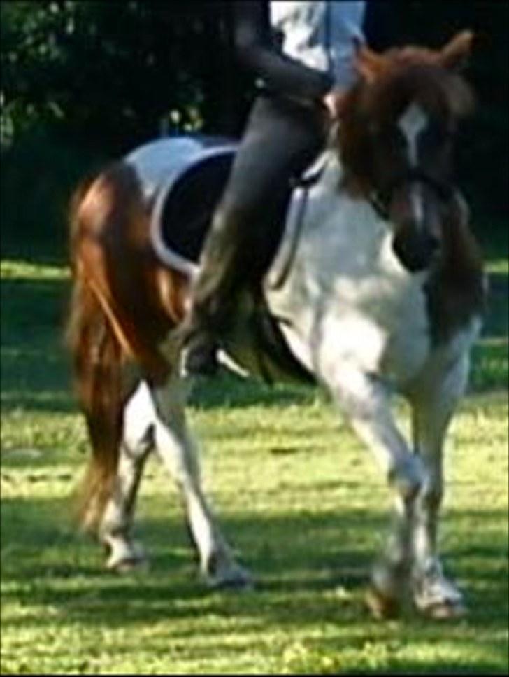 Anden særlig race Asi billede 11