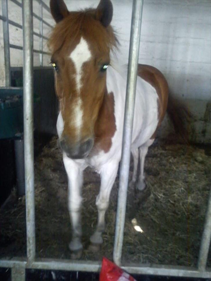 Anden særlig race Asi - Til ridelejer (: !  billede 12