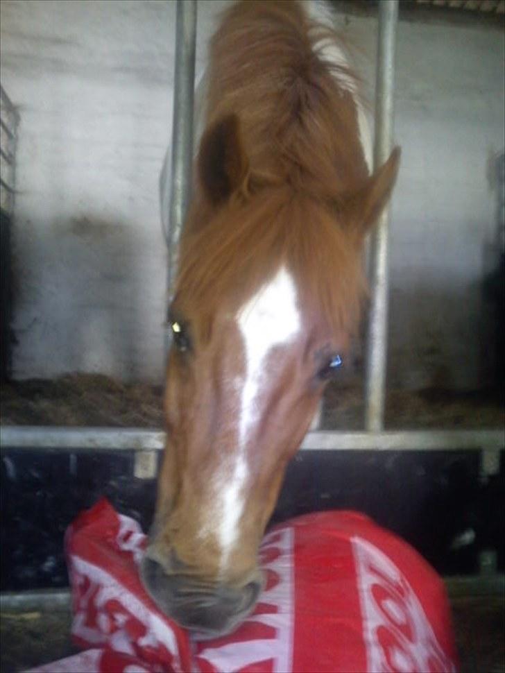 Anden særlig race Asi - Mon den kan spises xD? billede 13