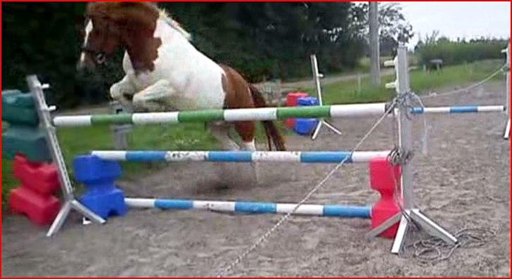 Anden særlig race Asi - Dejlige Asi efter en hård omgang ringridning xD billede 14