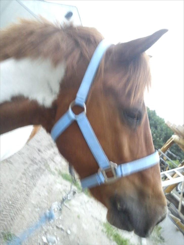 Anden særlig race Asi - Der var vist nogen du kendte xD? <3 billede 15