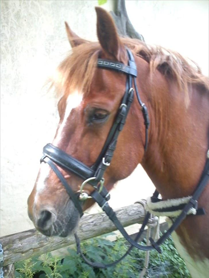 Anden særlig race Asi - Asi den 9 august 2010(: <3 billede 16