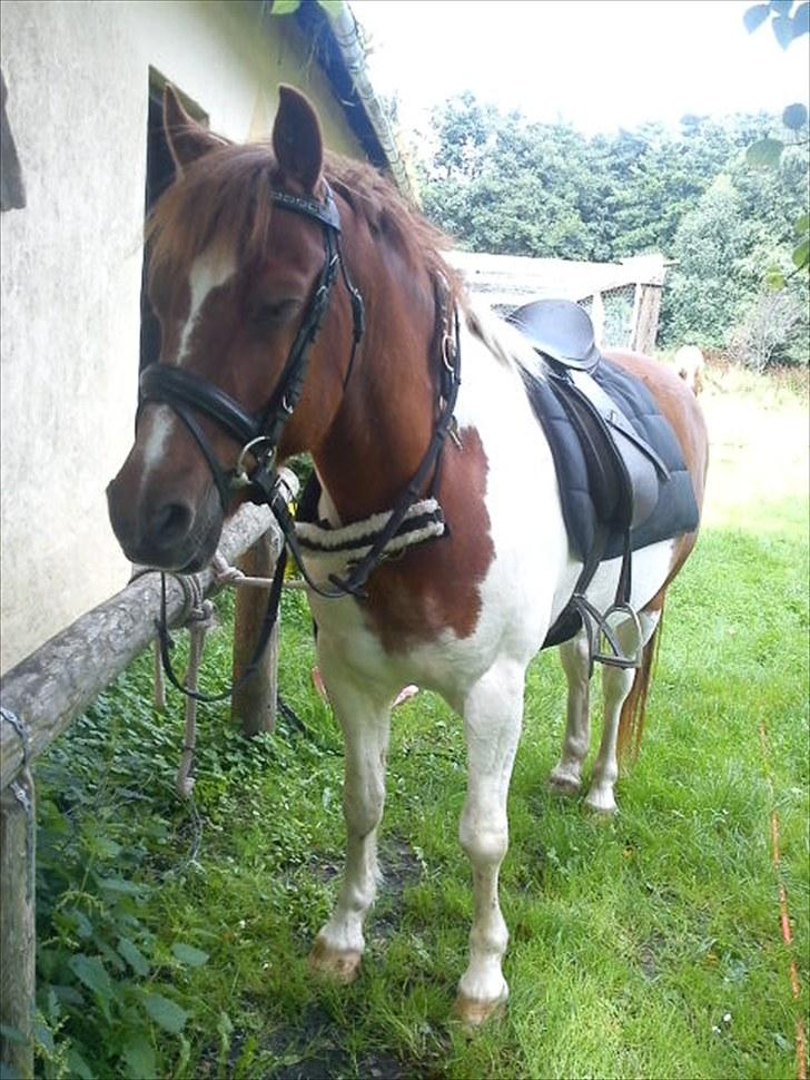 Anden særlig race Asi - En lille lur kunne nok være god inden en lille skovtur (: <3 billede 17