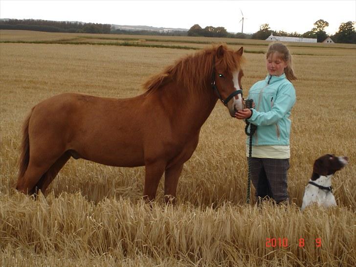 Anden særlig race Bounty - mig, Eico,(hunden) og Bounty står på marken inden den blir høstet billede 3