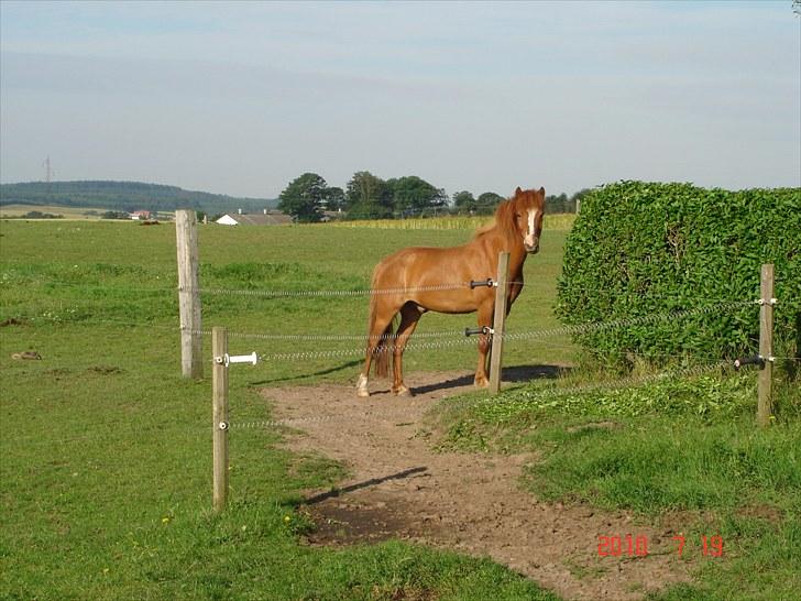 Anden særlig race Bounty - står lige og ser godt ud billede 5
