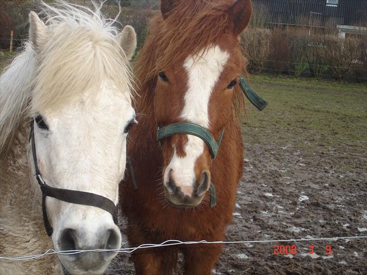Anden særlig race Bounty - mine små uldtotter laban og bounty billede 11