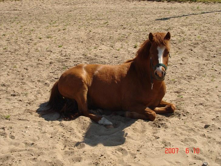 Anden særlig race Bounty - Smuksak!<3 billede 4