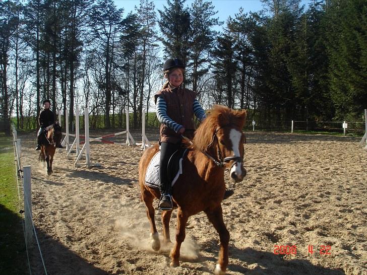 Anden særlig race Bounty - jeg rider på bounty  2008 billede 6