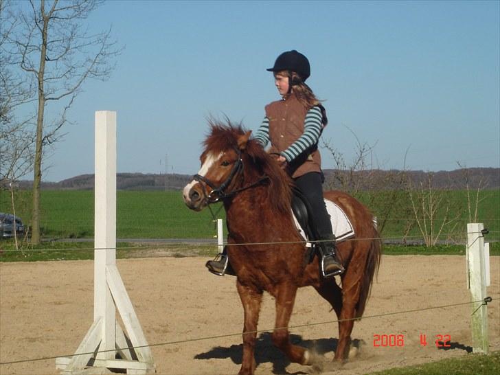 Anden særlig race Bounty - 2008 billede 7