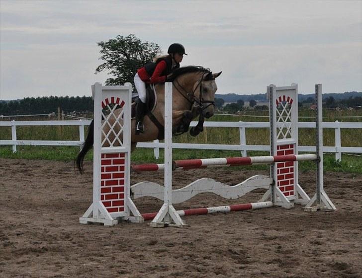 Irsk Sportspony Maam Boy<3 - mammi som 4 års billede 7