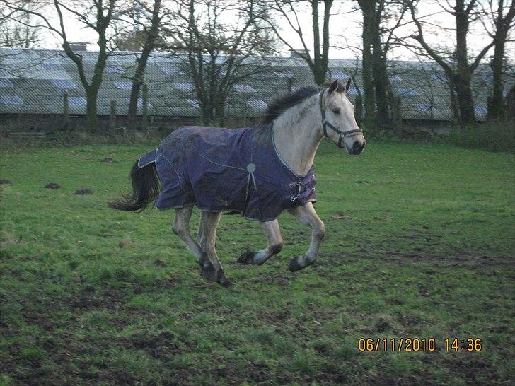 Irsk Sportspony Maam Boy<3 billede 8