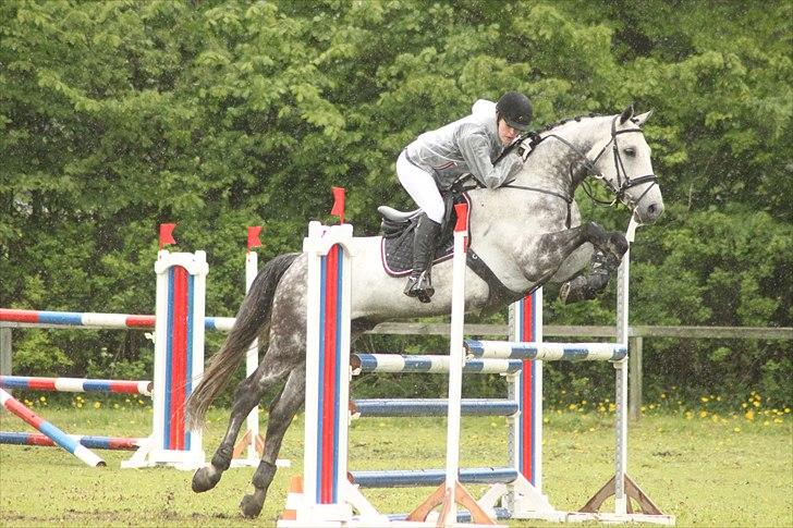 Dansk Varmblod Carneval Fever - LB** i Aalborg. Foto: Pernille Kirstine billede 14