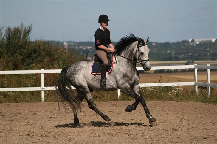 Dansk Varmblod Carneval Fever - Foto: Sophie billede 17