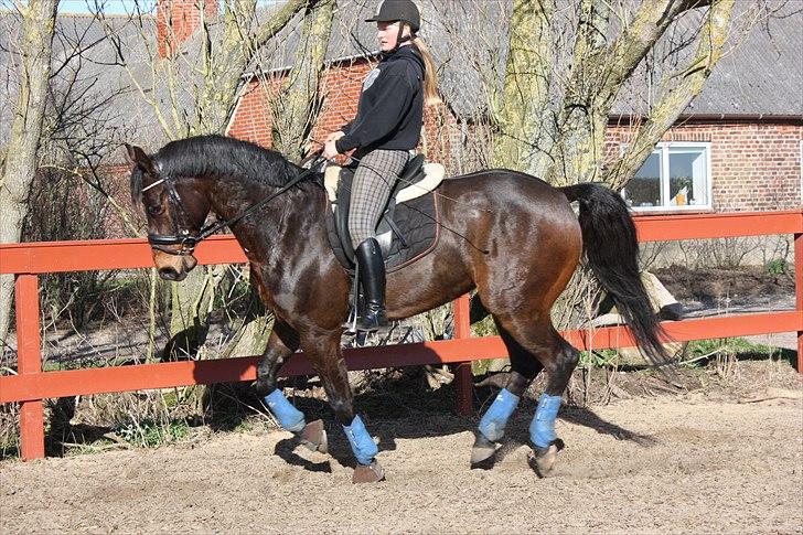 Anden særlig race Gardue (Gustav) R.I.P elsket og savnet! billede 10