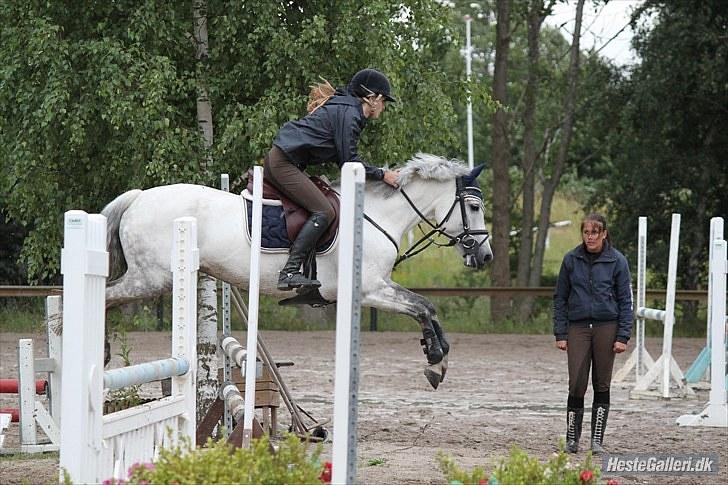 New Forest Rødtjørns Bellis *tidligere hest* - BAR - bellis og jeg. foto Josephine Petersen (: billede 8
