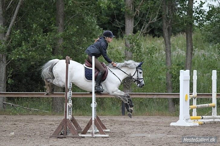 New Forest Rødtjørns Bellis *tidligere hest* - BAR - bellis og jeg. foto Josephine Petersen (: billede 11